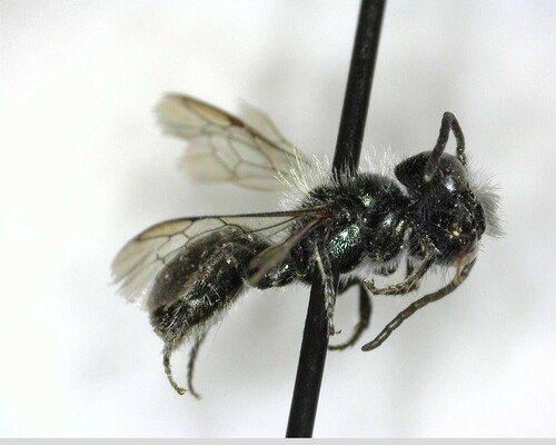 iNaturalist observation photo of Mason Bees