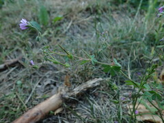 Geranium pyrenaicum