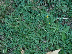 Potentilla reptans