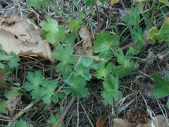 Geranium pyrenaicum