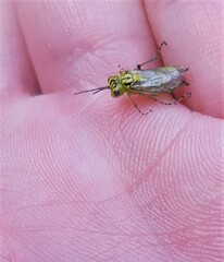 Rhogogaster punctulata