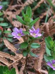 Cuphea hyssopifolia