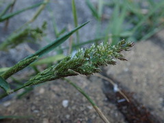 Polypogon viridis