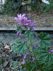 Malva sylvestris