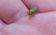 Rhogogaster punctulata