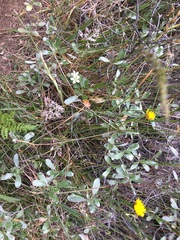 Geranium cuneatum tridens