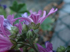 Malva sylvestris