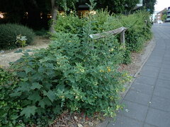 Colutea arborescens