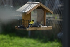 Spinus tristis tristis