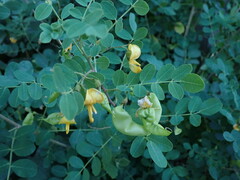Colutea arborescens