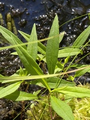Lysimachia terrestris