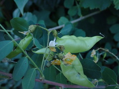 Colutea arborescens