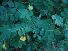 Colutea arborescens