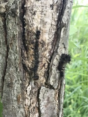 Entomophaga maimaiga