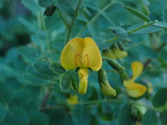 Colutea arborescens