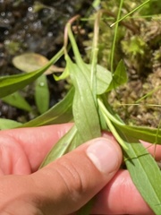Lysimachia terrestris