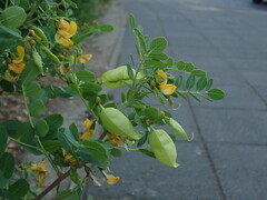 Colutea arborescens