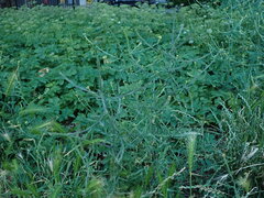 Sisymbrium officinale