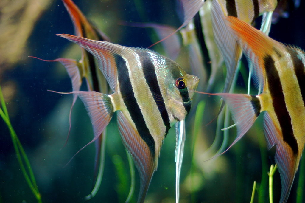 Scalaire altum (Pterophyllum altum Pellegrin, 1903)