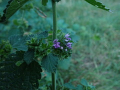 Ballota nigra