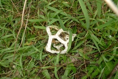 Ileodictyon cibarium