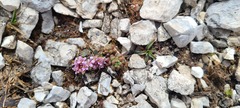 Noccaea stylosa