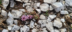 Noccaea stylosa