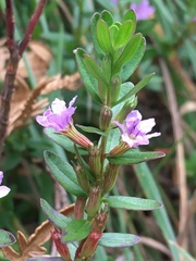 Cuphea hyssopifolia
