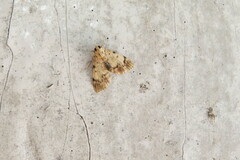 Epipaschia superatalis