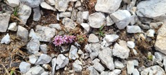 Noccaea stylosa