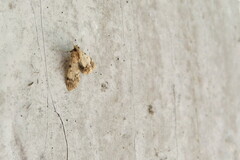 Epipaschia superatalis