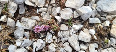 Noccaea stylosa
