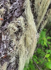 Usnea cavernosa
