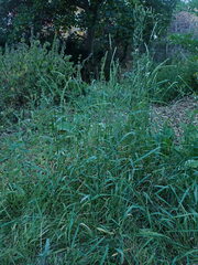 Elymus repens