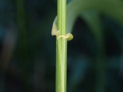 Elymus repens