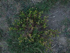 Matricaria discoidea