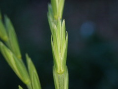 Elymus repens