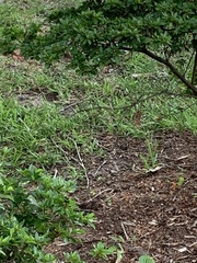 Cardinalis cardinalis