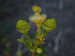 Matricaria discoidea