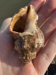 Stramonita canaliculata