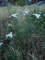 Achillea millefolium
