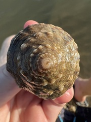 Stramonita canaliculata