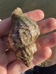 Stramonita canaliculata