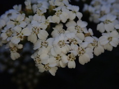 Achillea millefolium