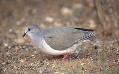 White-Tipped Dove photo 4