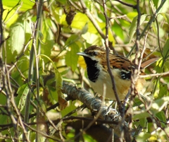 Myrmorchilus strigilatus