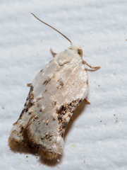 Acleris subnivana