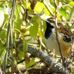 Myrmorchilus strigilatus