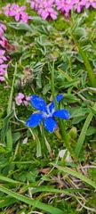 Gentiana verna