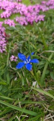 Gentiana verna